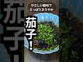 ［とろける絶品ナス]さっぱり甘酢だれでご飯がすすむ！ | たっぷりネギと相性抜群　#料理 #簡単レシピ #おうちごはん