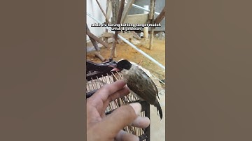 kenapa burung kutilang sangat tidak disukai oleh para kicaumania..??? #burungkutilang #kicaumania