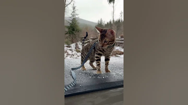 Video 7967291: bengalcat bengals cat kitten, bengals bengalcat cute, snow bengal kitten cuteness