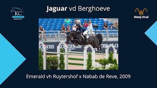 Jaguar Van De Berghoeve Emerald X Nabab De Rêve X Jalisco B Approved Stallion, 2009