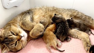 Mama cat seems afraid to even move while newborn kittens drink milk