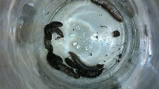 Lightning bug larvae! (Fireflies) eating a nightcrawler.