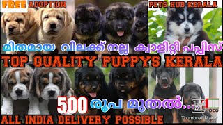 500 രൂപ മുതൽ..ഇവിടെ ഇല്ലാത്ത Pets ഇല്ല..അതും ഇത്ര വിലക്കുറവിലും മികച്ച ക്വാളിറ്റിയിലും  ( C.O.D ✅ )