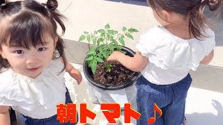 【トマト成長日記】お水をやってグングン育てます♪【ゆうひなた】
