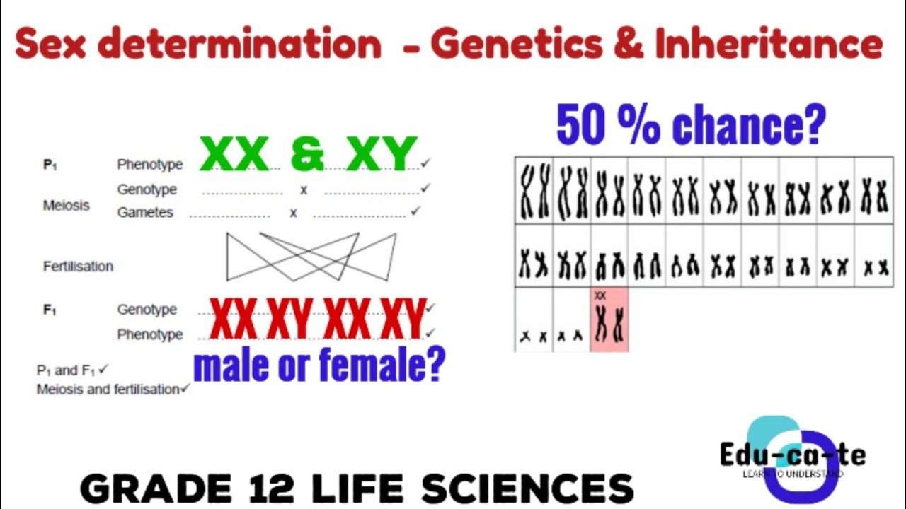Sex determination - genetics and inheritance grade 12 - YouTube