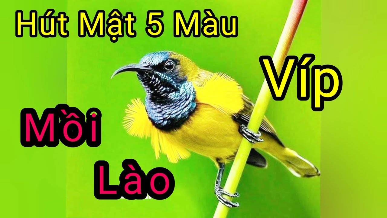 Tiếng chim hút mật 5 màu mồi | hút mật 5 màu mồi | tiếng hút mật 5 màu gọi bầy kích bổi nhanh hót
