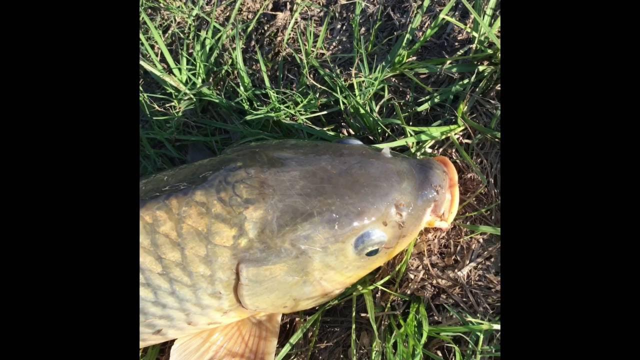 Snagging Carp And Other Fish! YouTube