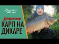 ОХОТА НА ДИКИХ КАРПОВ И САЗАНОВ . РЫБАЛКА В ДИКИХ МЕСТАХ.