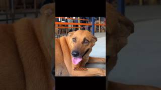 Hameri shobha❤ #love #dogs #youtubeshorts