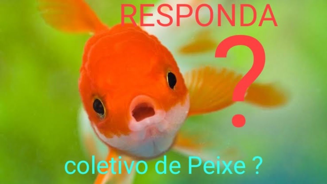 RESPONDA : QUAL O COLETIVO DE PEIXE - YouTube