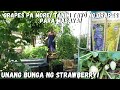 Buhay amerika magtanim tayo ng grapes meron ng  strawberries sa garden ang bilis