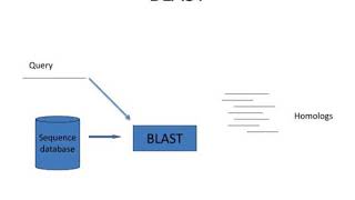 Blast Psi Blast And Position Specific Scoring Matrices