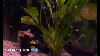 Small Molly Fish After 15 days 🐬.
