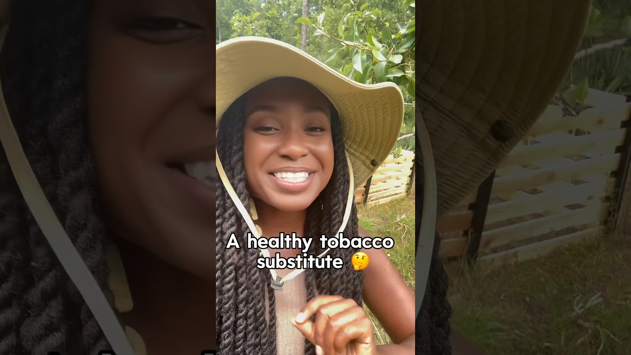 A Healthy Herb Substitute For Tobacco 🤔 Rabbit Tobacco Plant