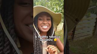 A Healthy Herb Substitute For Tobacco 🤔 Rabbit Tobacco Plant