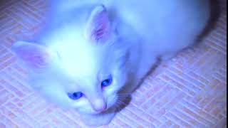 White Kittens And News About A Kitten With A Bren Paw0