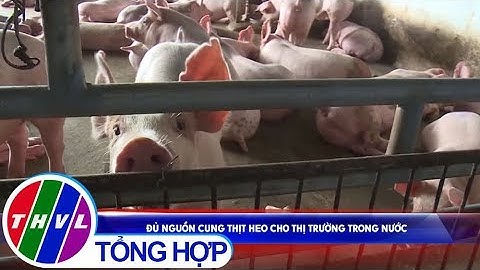 THVL | Đủ nguồn cung thịt heo cho thị trường trong nước