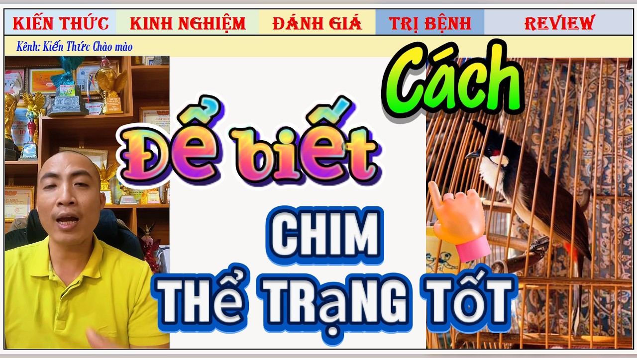 Cách để nhận biết được những con Chim có Thể trạng tốt nhất mà lựa chọn
