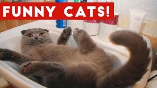 Funny Cats Compilation 2017 | Best Funny Cat Videos Ever