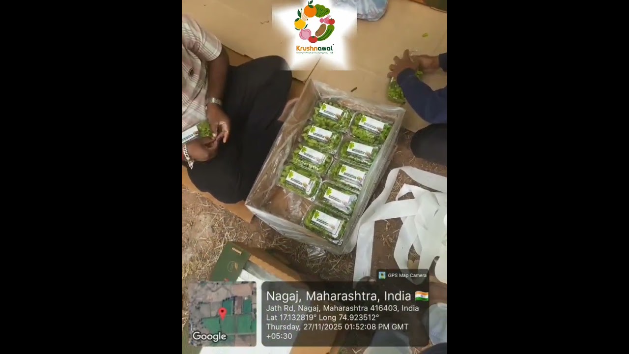 🍇 Premium Grapes Export Packing  Fresh  Clean • International Standard 