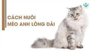 Cách nuôi mèo Anh lông dài┃How to raise a British longhaired cat┃Agridoctor.vn┃Bác sĩ nông nghiệp