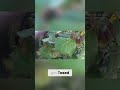 Cop TASERS Suspect After Wallet Request! Wild Body Cam Footage #shorts