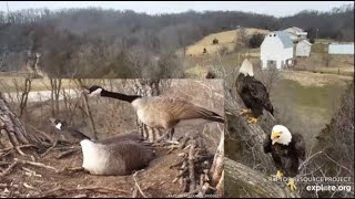 Decorah Eagles~DM2 \& Mom Visit N1-On High Alert Upsets New Geese Couple _3.29.22