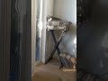 Homie the boy from Ipanema 🇧🇷 #cat #catvideos #fyp #funny #catsusa #kitty
