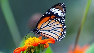 Butterflies |  Amazing Facts and Wonders | The Incredible Life of Butterflies