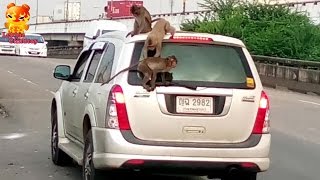 These monkeys go with The car