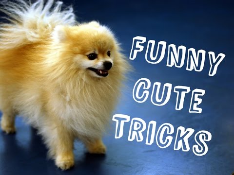 pomeranian tricks pomeranians are here to brighten up your day funnydog tv pomeranian tricks pomeranians are here to brighten up your day funnydog tv
