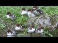 ヒヨコの水面猛ダッシュ カワアイサ