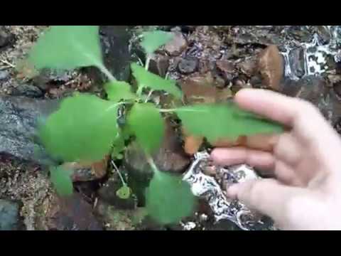 Jewelweed - Impatiens capensis- poison ivy antidote - AMAZING!!