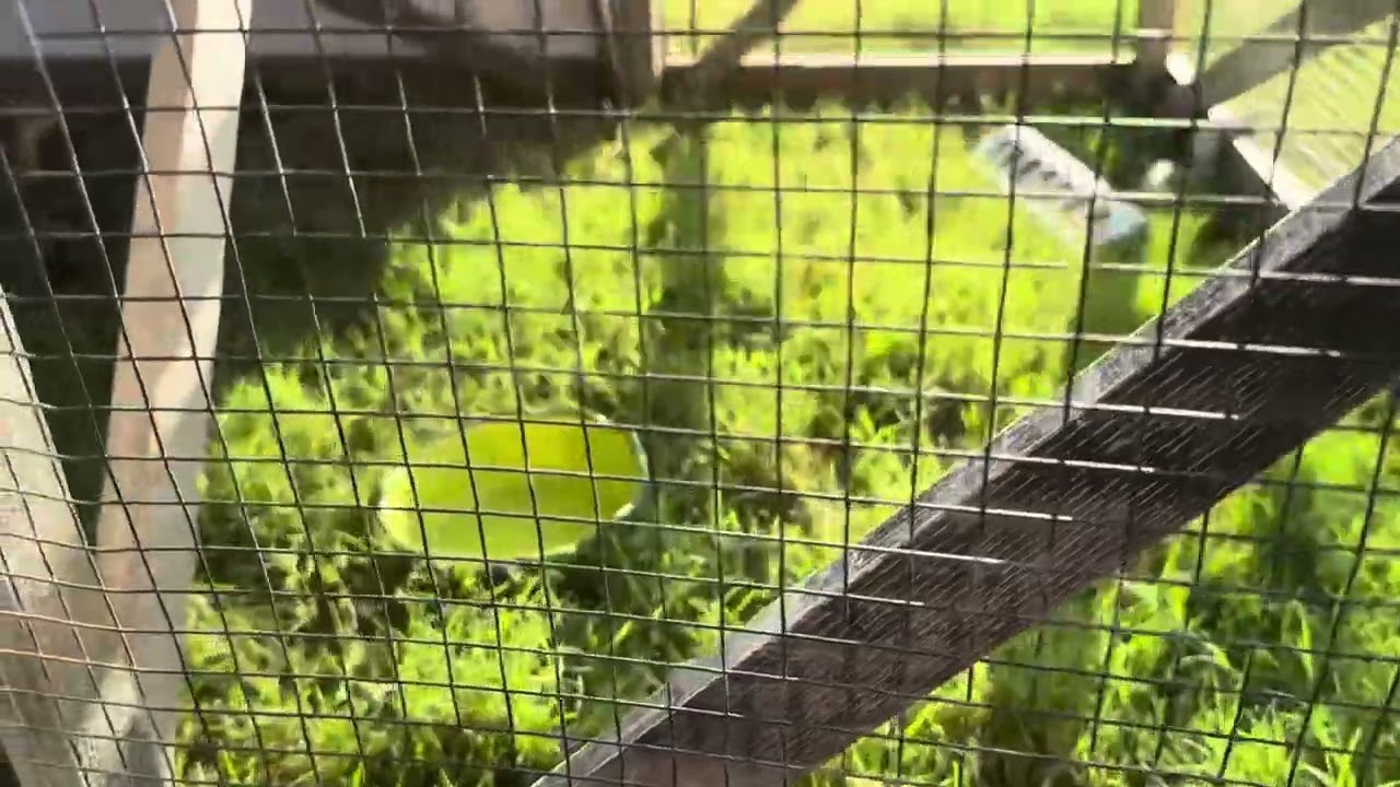 🛠 Ultimate 19-Gauge Hardware Cloth | 1/2” Galvanized Mesh Roll for Garden & Pest Control