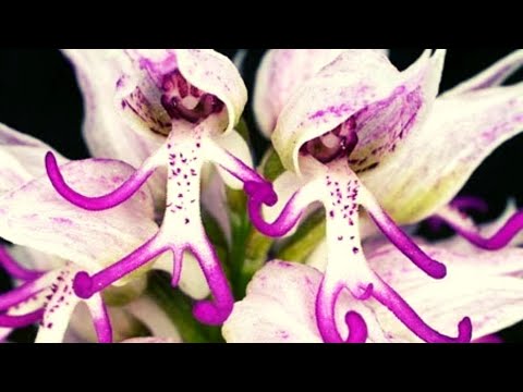 Βίντεο: Τι είναι τα φυτά γυμνής ρίζας: Ένας οδηγός για τη φροντίδα των φυτών γυμνής ρίζας