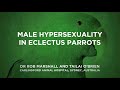 Male Hypersexuality in Eclectus Roratus (Eclectus Parrot)