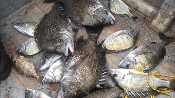 Một buổi đi câu cá trải nghiệm ở Tiên Yên, Quảng Ninh