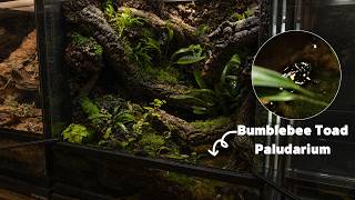 Creating a new type of paludarium where dry and wet seasons coexist! 건기와 우기가 공존하는 새로운 형태의 팔루다리움 만들기!