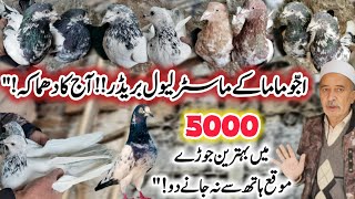 Master Level Breeds Khobsurat Collection 0336-914-6979 5000 Ka Jora Breeder Kabootar