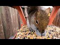 Hungry Hungry Squirrels - 9 Hour Video for Pets - Feb 21, 2021