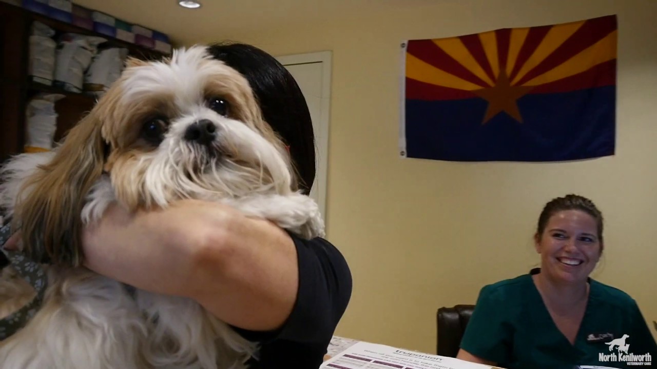 to North Kenilworth Veterinary Care YouTube