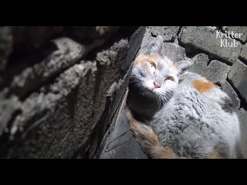 Video: Sind Sie Und Ihre Katze Auf Einen Notfall Vorbereitet?