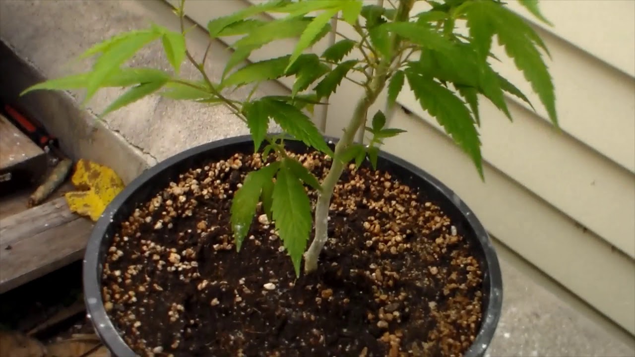 Mars Hydro grow journal, TSW2000, fabric vs plastic, blue gorilla, update 5, flipping to flower.