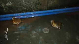 Two fat frogs fight