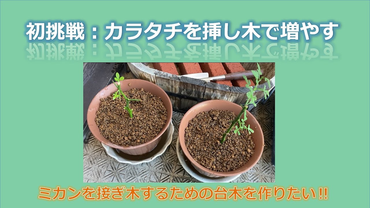 初挑戦 カラタチを挿し木で増やす ミカンを接ぎ木するための台木を作りたい 山で育てているミカン 大津４号 や湘南ゴールドを接ぎ木で増やすための台木作りにチャレンジ Youtube