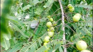 Healthy Organic usirikayalu#fruit#organicfarming#ranicreations Kamatham #