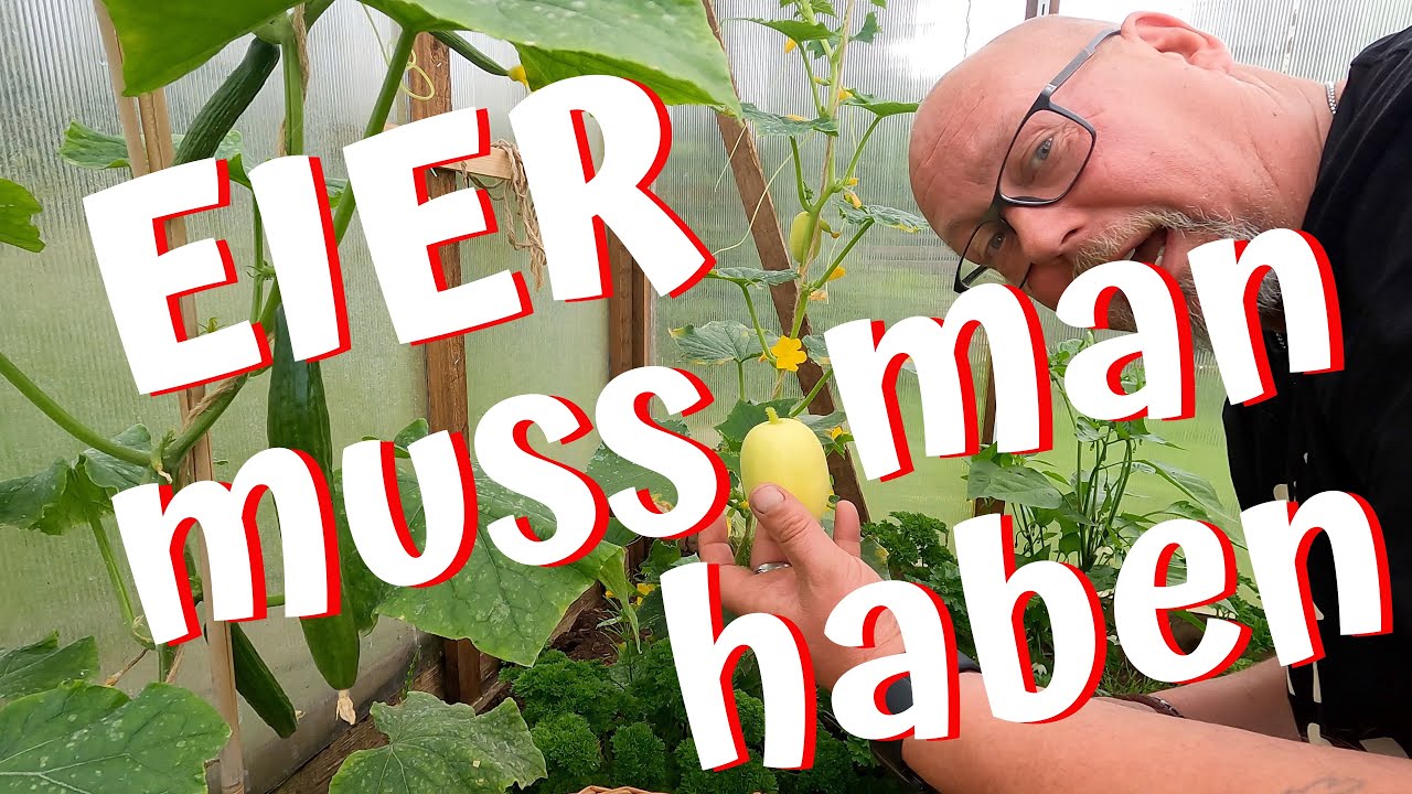 Unser Garten im Juni / Aus dem Garten auf den Teller / Zucchini, Gurken, Rote Bete, Tomaten usw.