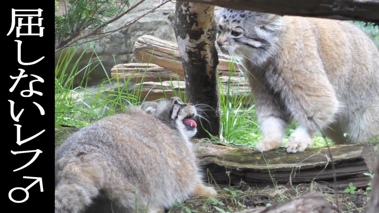 屈しないレフ🐾