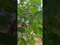 Berry, Australia || অস্ট্রেলিয়ান বেরি।