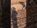 simple techniques for making small beds for planting corn #shorts